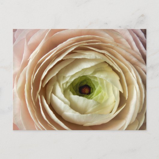 Ranunculus Flower Briefkaart (Voorkant)