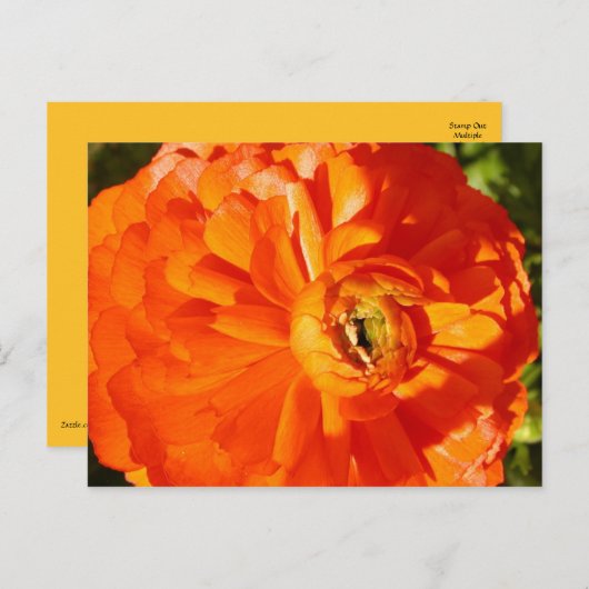 Ranunculus MS Awareness Briefkaart (Voorkant / Achterkant)