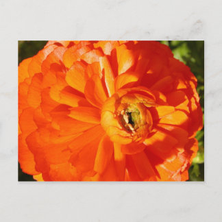 Ranunculus MS Awareness Briefkaart