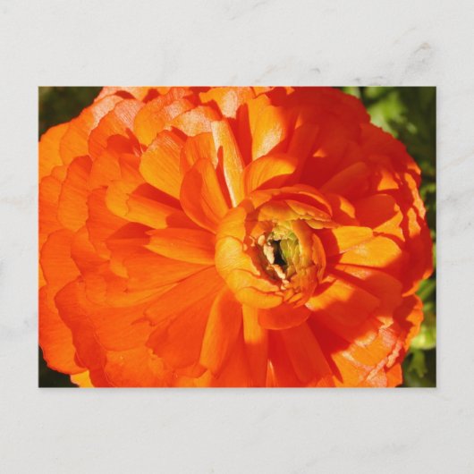 Ranunculus MS Awareness Briefkaart (Voorkant)