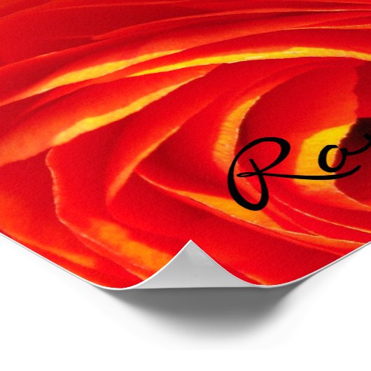 Ranunculus Poster (Hoek)