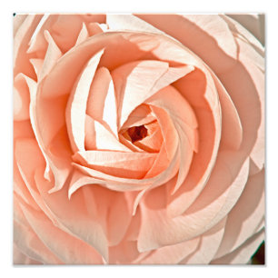 Ranunculus Swirl Foto Afdruk