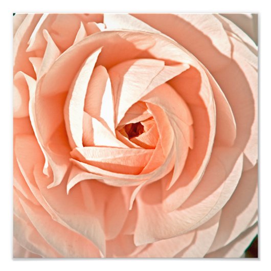Ranunculus Swirl Foto Afdruk (Voorkant)
