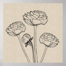 Ranunculus Tekendoek Bloem Poster