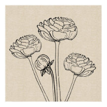 Ranunculus Tekendoek Bloem Poster