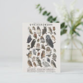 Rapaces nocturnes chouettes et hiboux briefkaart (Staand voorkant)