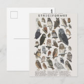 Rapaces nocturnes chouettes et hiboux briefkaart (Voorkant / Achterkant)