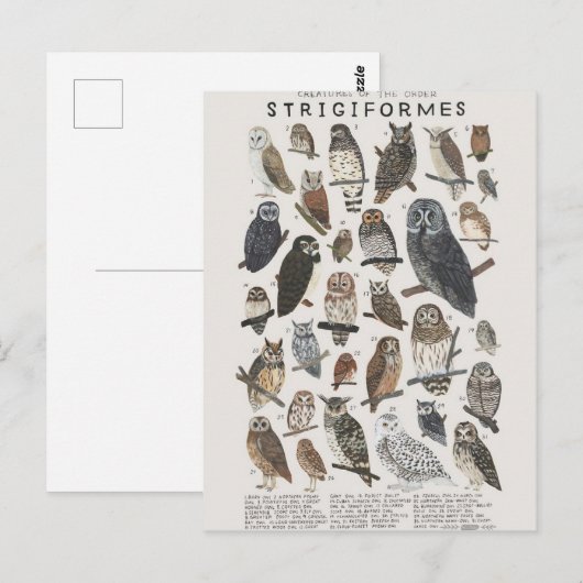 Rapaces nocturnes chouettes et hiboux briefkaart (Voorkant / Achterkant)