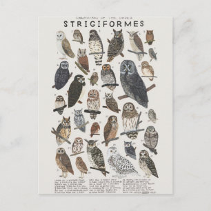 Rapaces nocturnes chouettes et hiboux briefkaart