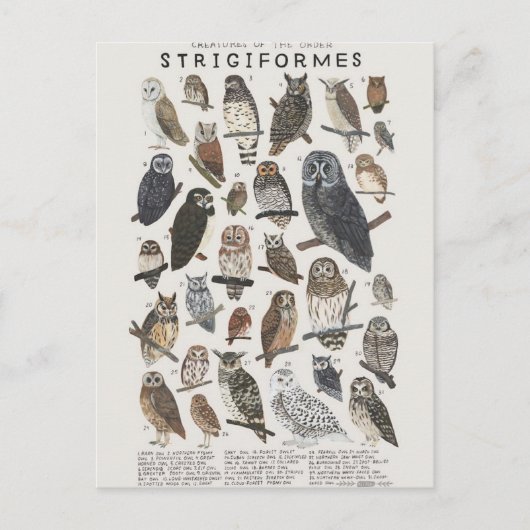 Rapaces nocturnes chouettes et hiboux briefkaart (Voorkant)