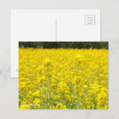 Rapeseed-veld:Briefkaart Briefkaart (Voorkant / Achterkant)