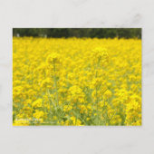 Rapeseed-veld:Briefkaart Briefkaart (Voorkant)