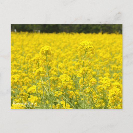 Rapeseed-veld:Briefkaart Briefkaart (Voorkant)
