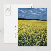 Rapeseed, Wiltshire, Engeland Briefkaart (Voorkant / Achterkant)