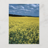 Rapeseed, Wiltshire, Engeland Briefkaart (Voorkant)