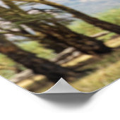 Raptor in vlucht over Acacia bomen Poster (Hoek)