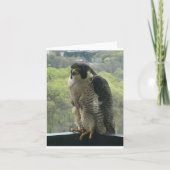 raptor kaart (Voorkant)