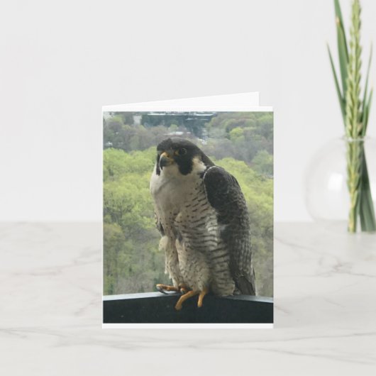 raptor kaart (Voorkant)