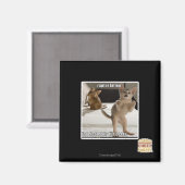 Raptor Kitten Magneet (Voorkant / Achterkant)