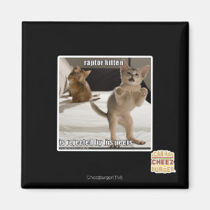 Raptor Kitten Magneet