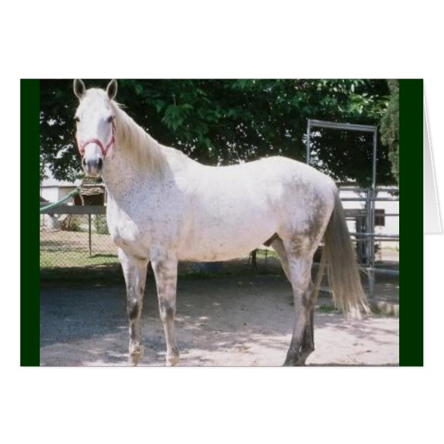 Rapturous (Voorkant Horizontaal)