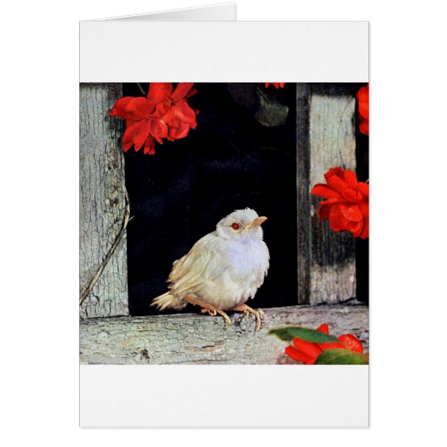 RARE albino robin (Voorkant)