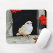 RARE albino robin Muismat (Met muis)