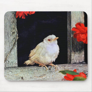 RARE albino robin Muismat