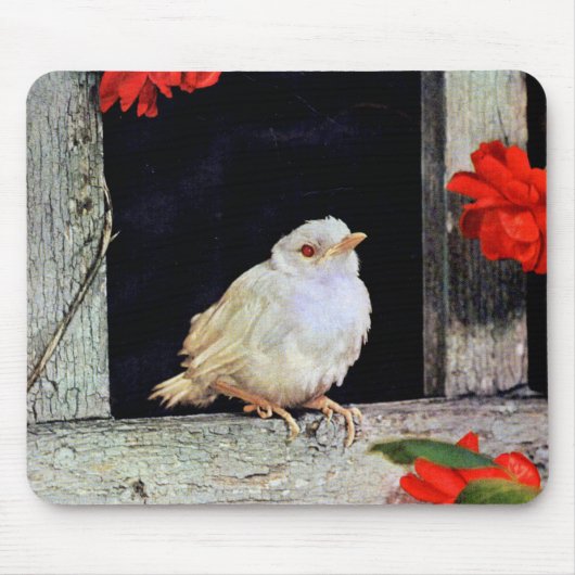 RARE albino robin Muismat (Voorkant)