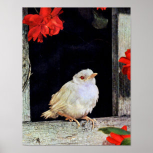 RARE albino robin Poster