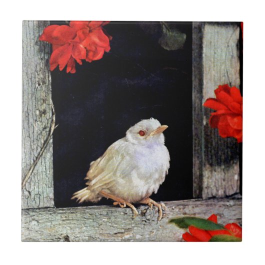 RARE albino robin Tegeltje (Voorkant)