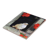 RARE albino robin Tegeltje (Zijkant)