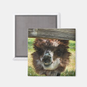 Rare Alpaca Magneet (Voorkant / Achterkant)
