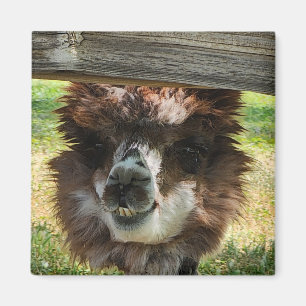 Rare Alpaca Magneet