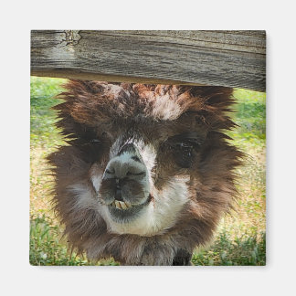 Rare Alpaca Magneet