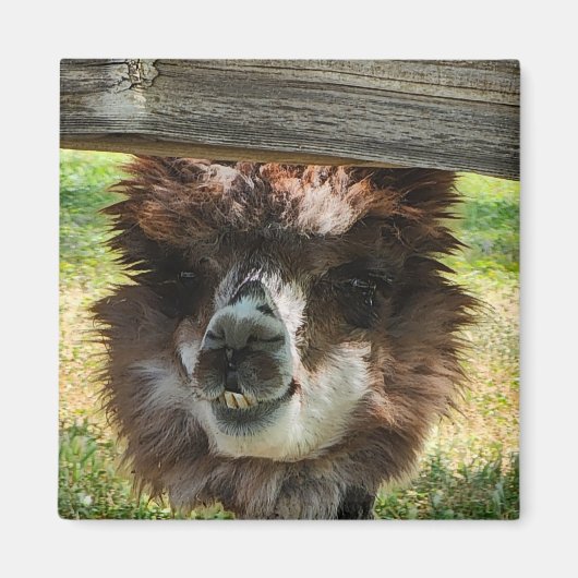 Rare Alpaca Magneet (Voorkant)