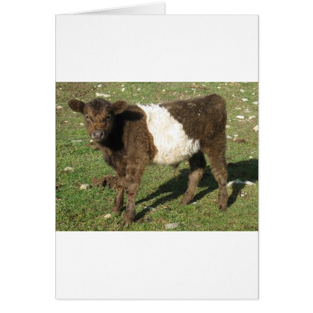 Rare Dun Belted Galloway Calf (Voorkant)