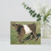 Rare Dun Belted Galloway Calf Briefkaart (Staand voorkant)