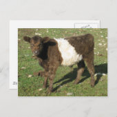 Rare Dun Belted Galloway Calf Briefkaart (Voorkant / Achterkant)
