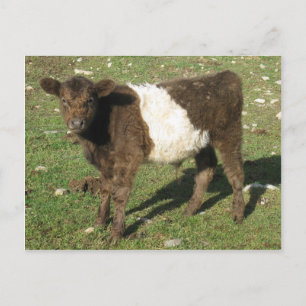 Rare Dun Belted Galloway Calf Briefkaart