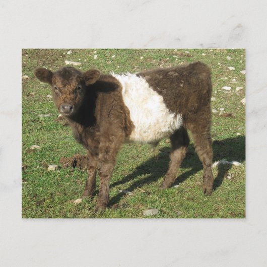 Rare Dun Belted Galloway Calf Briefkaart (Voorkant)
