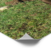 Rare Dun Belted Galloway Calf Poster (Hoek)