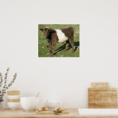 Rare Dun Belted Galloway Calf Poster (Keuken)