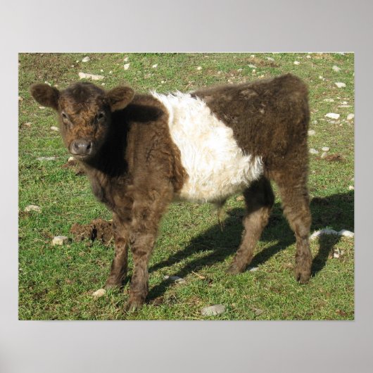 Rare Dun Belted Galloway Calf Poster (Voorkant)