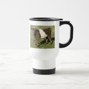 Rare Dun Belted Galloway Calf Reisbeker
