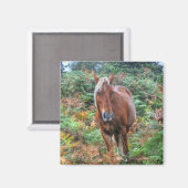 Rare Palomino New Forest Pony & Bracken - Engeland Magneet (Voorkant / Achterkant)