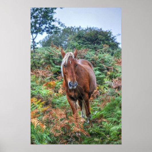 Rare Palomino New Forest Pony & Bracken - Engeland Poster (Voorkant)
