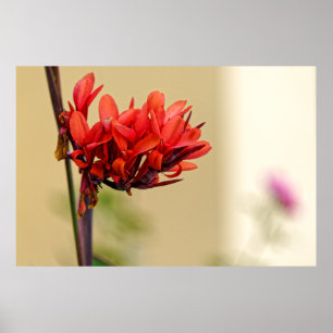 rare rode bloem poster