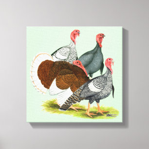 Rare Turkey Kwartet Canvas Afdruk