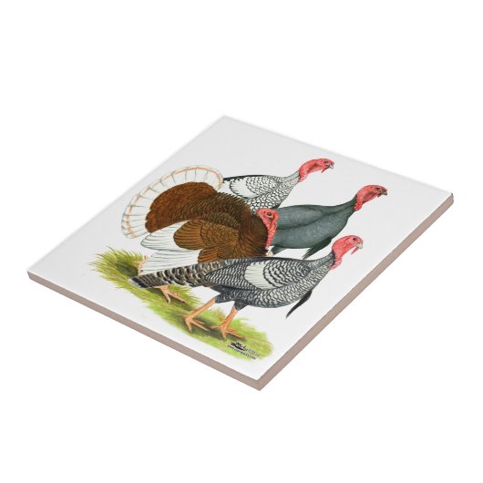 Rare Turkey Kwartet Tegeltje (Zijkant)